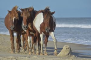 USA - Wild ponies of Assateague Island, Virginia