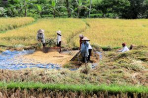 Harvesting rice in Malaysia