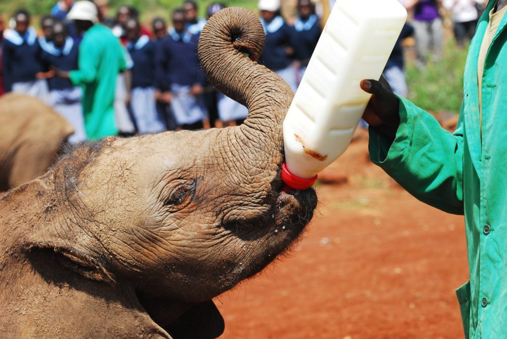 Feeding baby elephants
