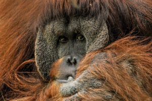 orangutan close up