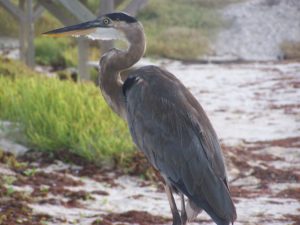 great-blue-heron-South Padre Island