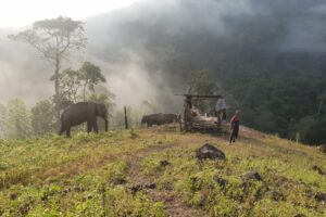 Thailand-elephants