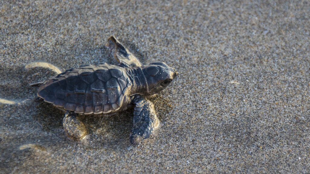 Ocean Conservation - Baby sea turtle making it's way to the ocean after hatching