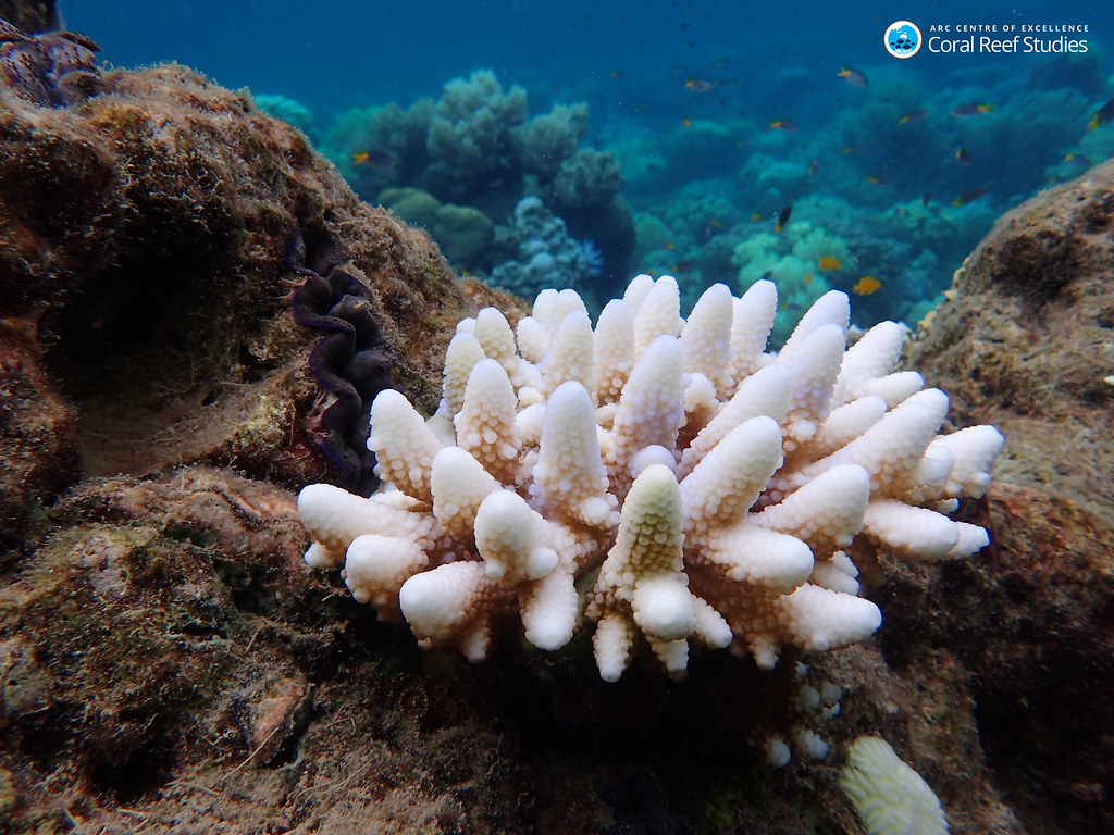 "Bleached coral north of Townsville, March 2017" by CoralCoE is licensed under CC.