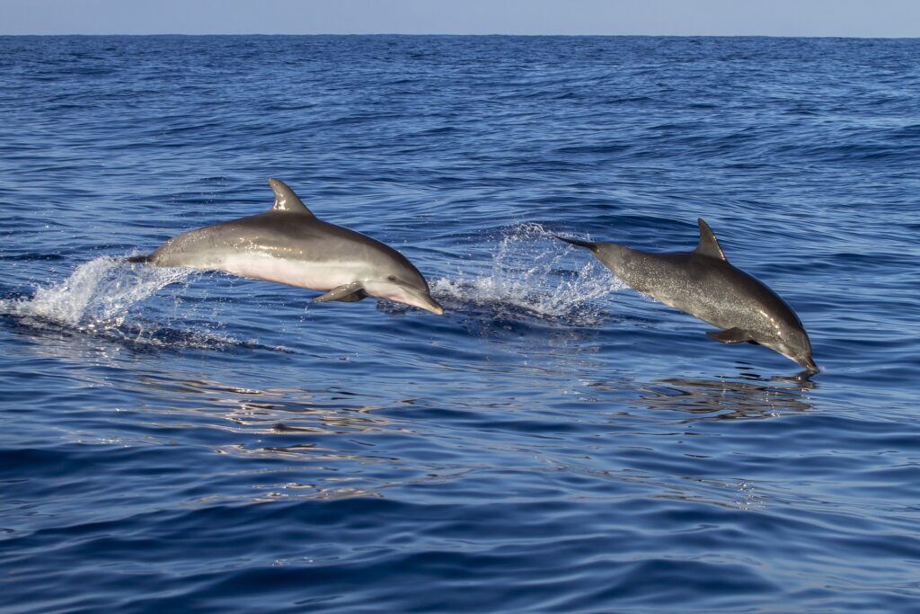 Marine Conservation - Dolphins-up-for-adoption
