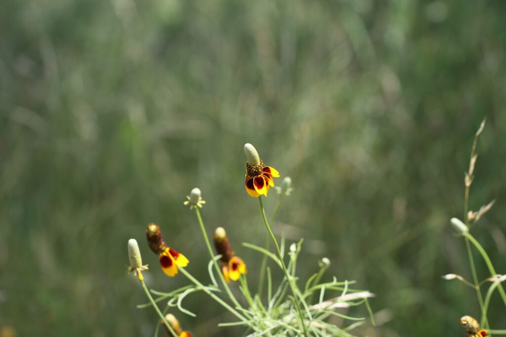 Lady-Bird-Johnson-wildflower-center-featuring-a-mexican-hat-flower