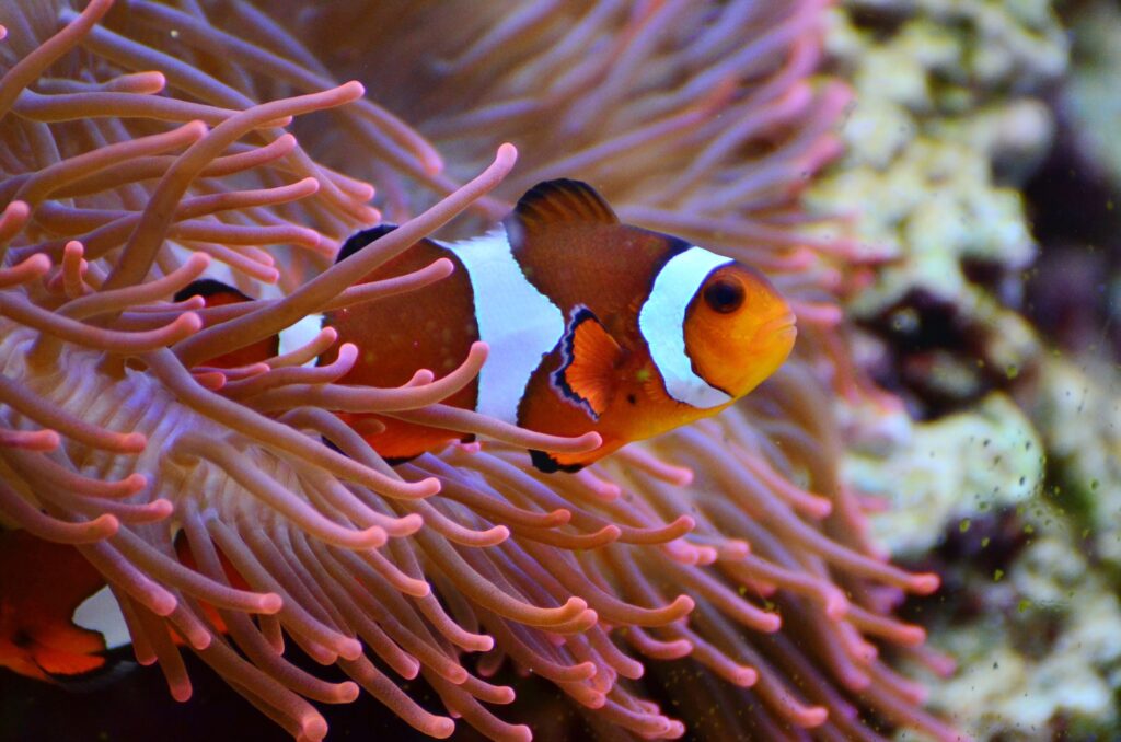 Marine Conservation - anemone-fish-marine life must be preserved in our oceans