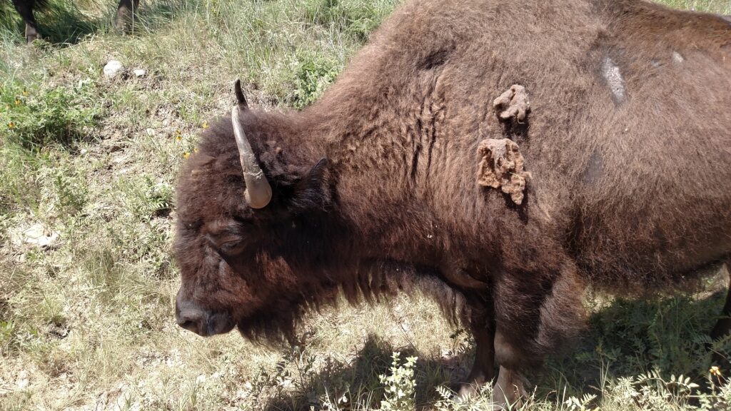 bison-found-in-Custer-State-Park