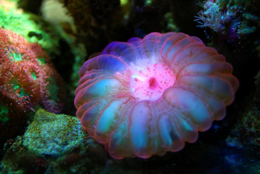 Marine conservation - Coral underwater