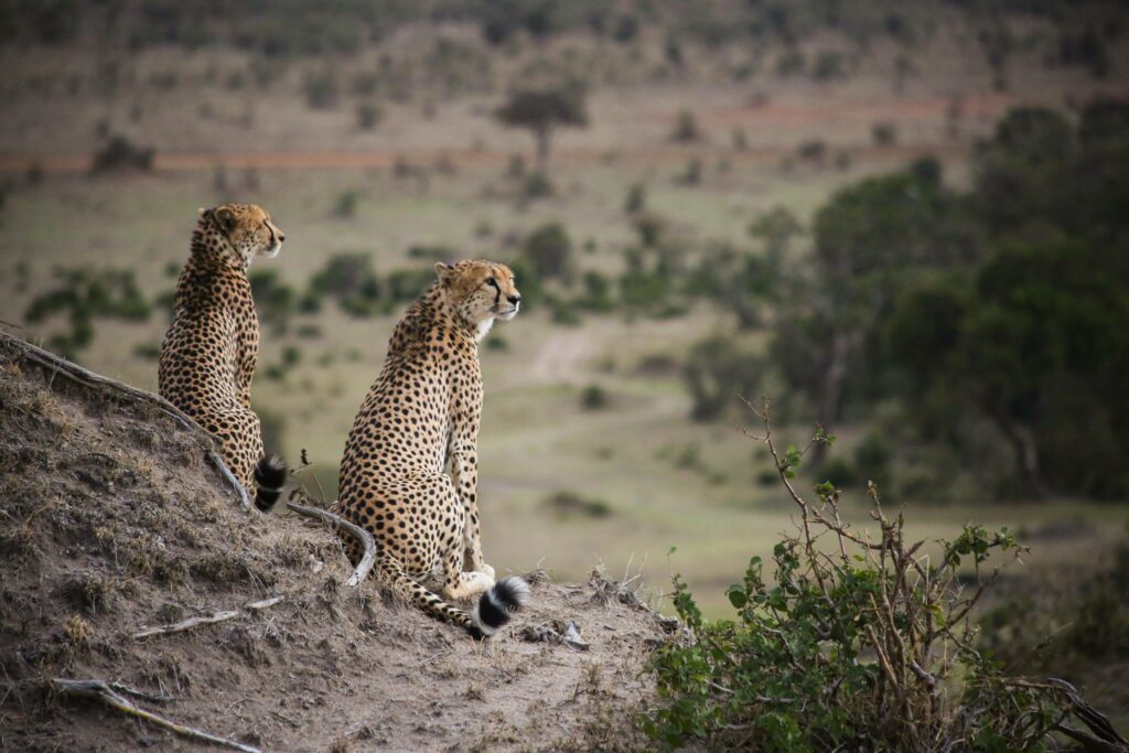 Sustainable tourism - Maasai Mara. Photo: David Murphy NOTM 