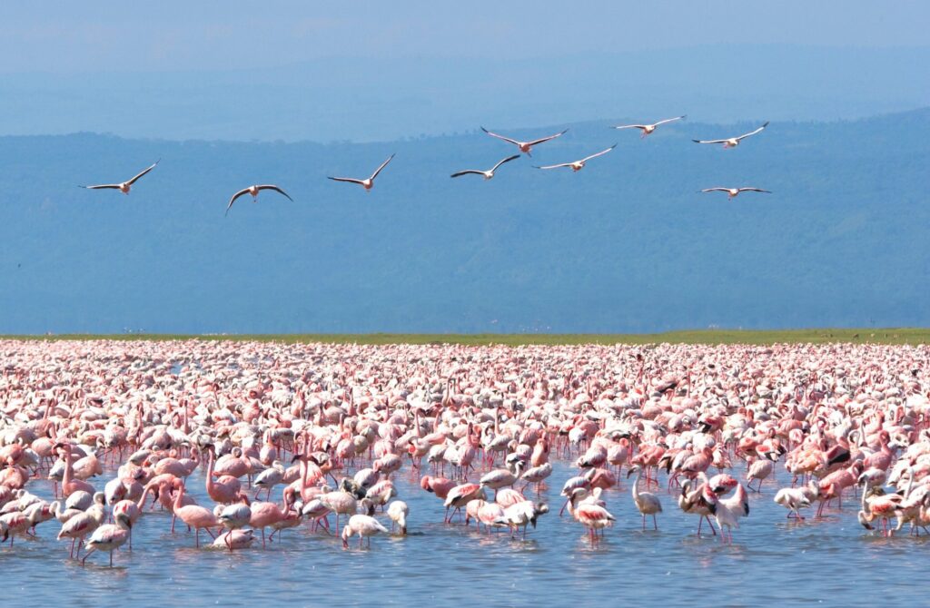 Kenyan flamingoes. Photo: David Murphy NOTM
