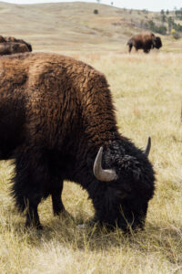 Custer State Park Buffalo. Photo: Tara Tadlock