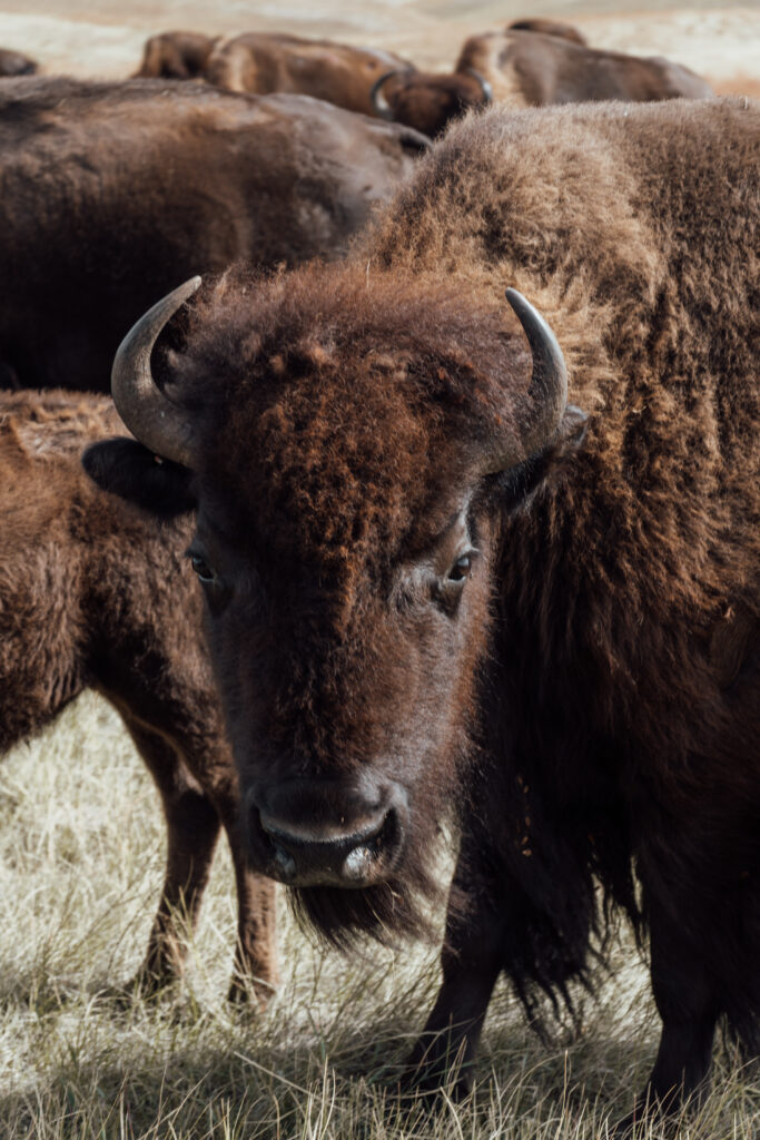 Buffalo roundup photo by Tara Tadlock