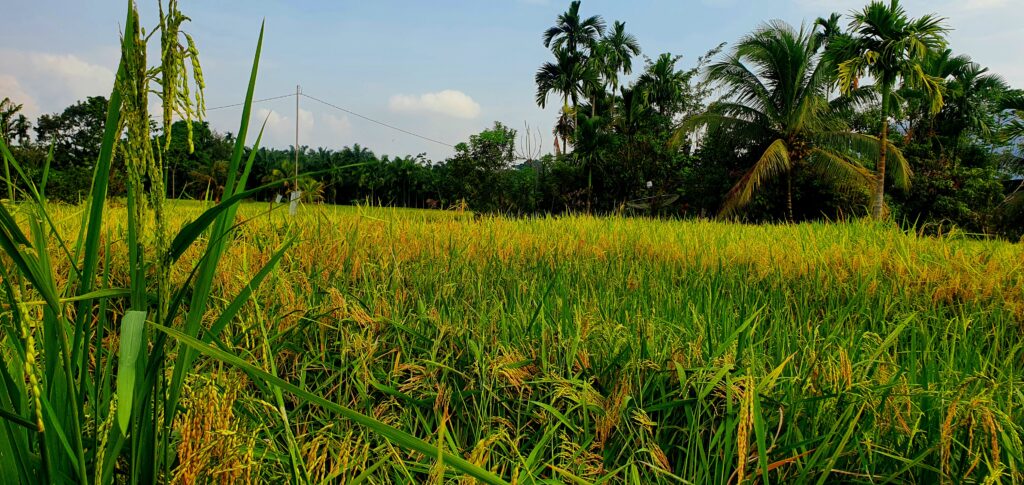 Paddy Fields in Timbang Lawan village scaled