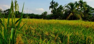 Leuser Ecosystem - Paddy Fields in Timbang Lawan village. Photo: Nayla Azmi