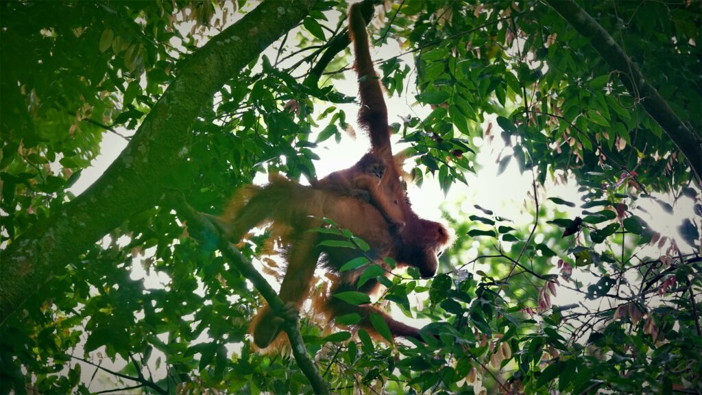 Wild orangutan observation- Leuser Ecosystem. Photo: Nayla Azmi