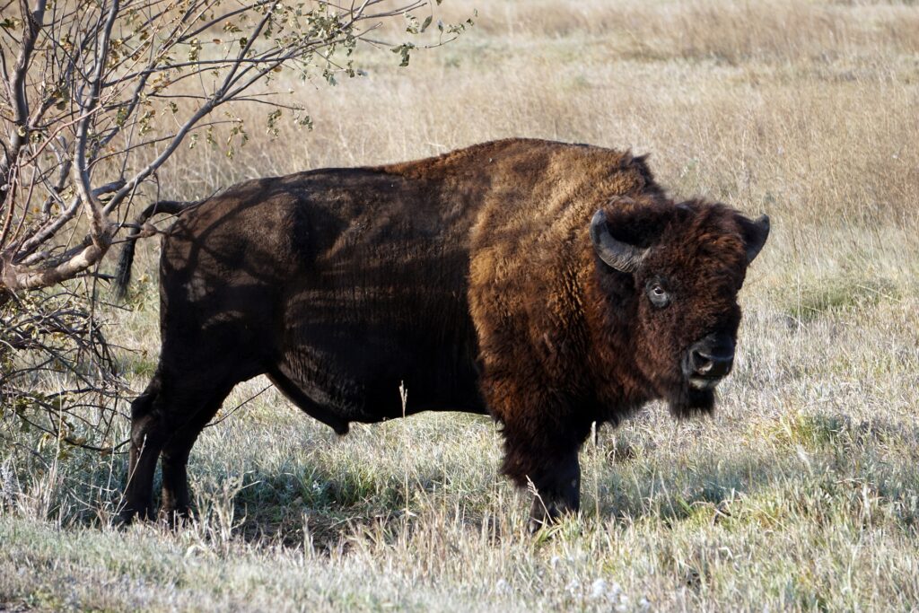 South Dakota badlands bison