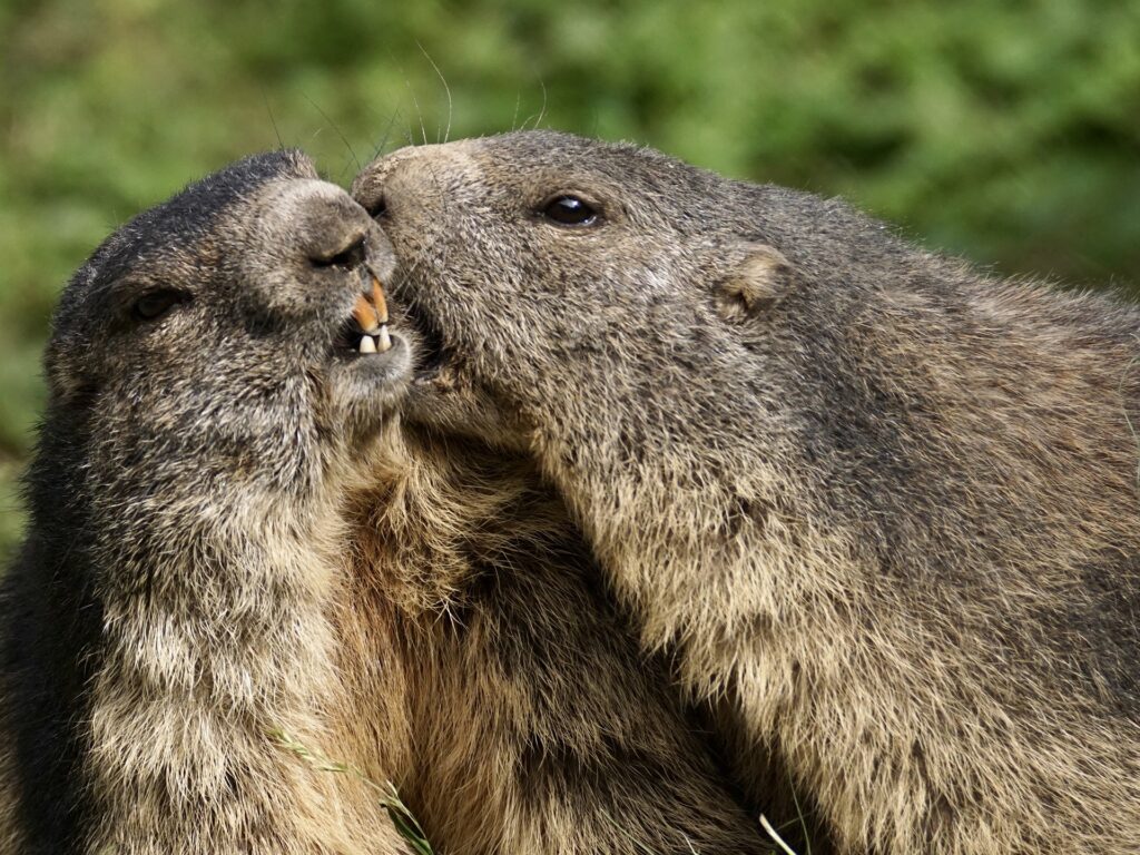 Family-of-marmots