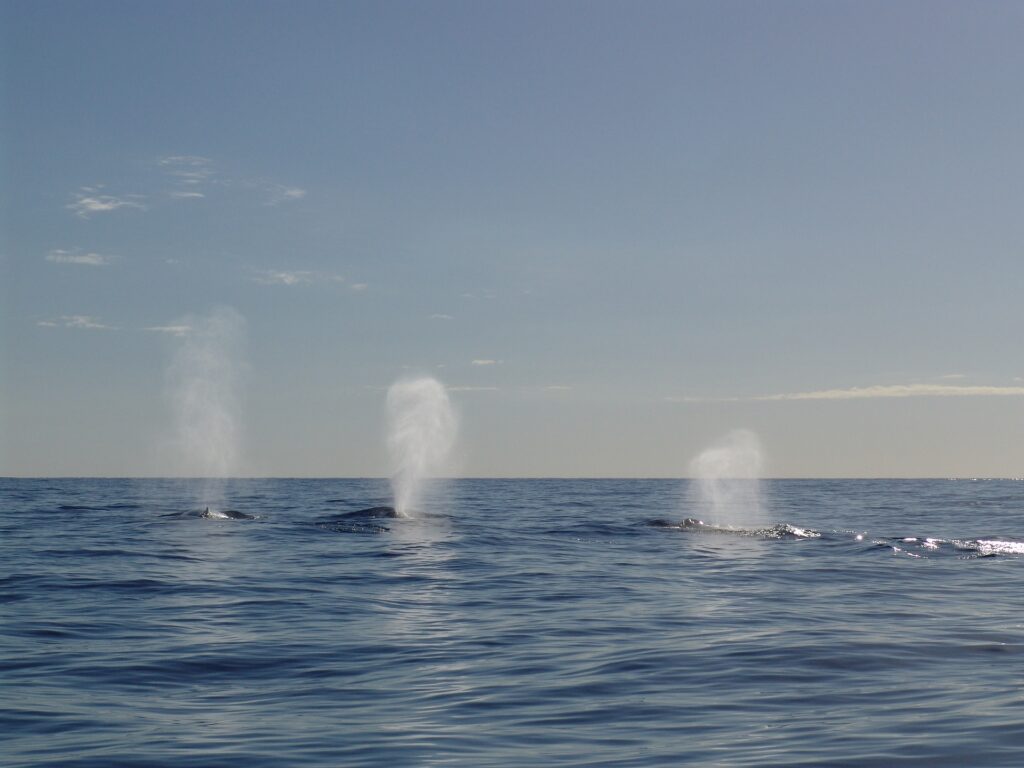 humpback-whale-blowing-water