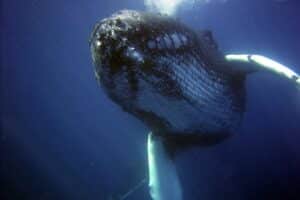 humpback-whale swimming
