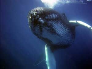 humpback-whale swimming
