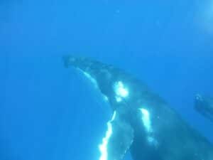 humpback-whale-with-calf