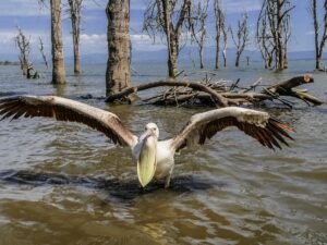 pelican-Lake-Naivasha