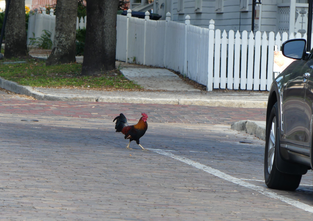 Chickens have the right of way in Ybor City. Photo: Kathleen Walls