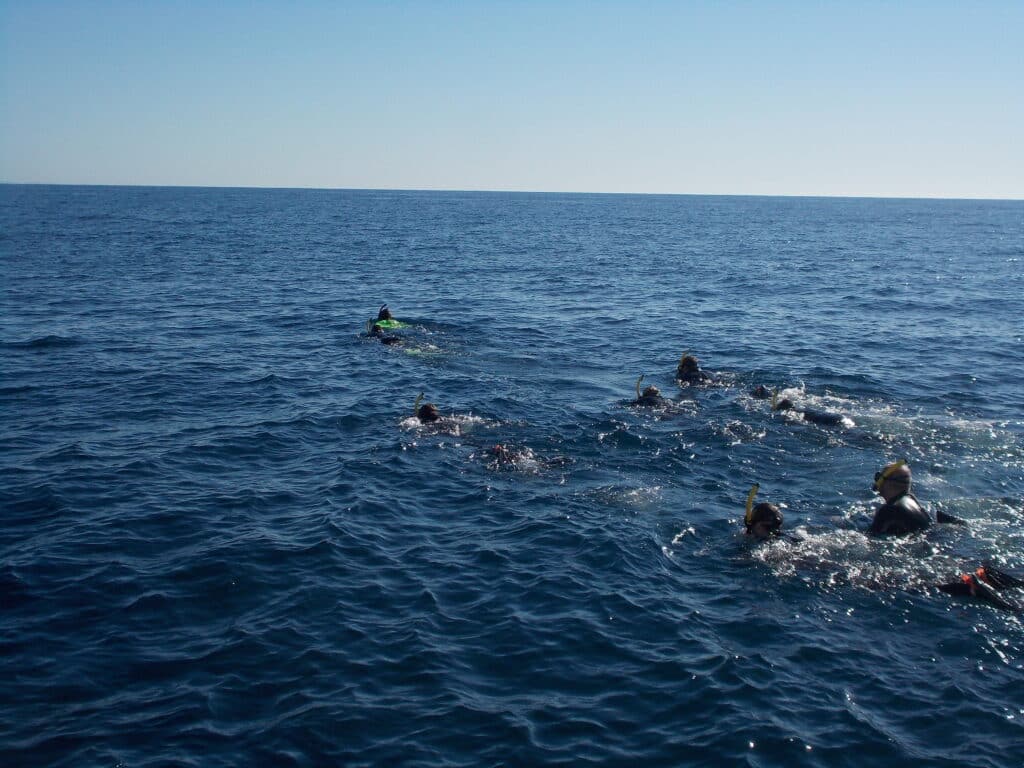 Whale watching swimmers following the guide through the water. Photo by Cara Siera.