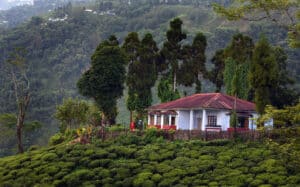 The bungalow perched in the middle of tea plantations. Photo: Bandita Mukherjee