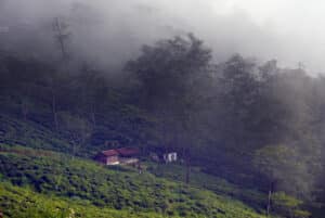 Mist-drenched slpes of Ging tea gardens. Photo: Bandita Mukherjee