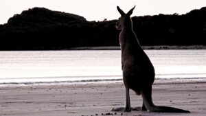 kangaroo-on beach in Australia