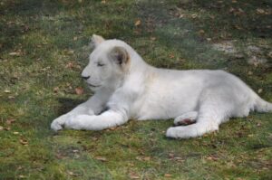 White-lion-cub