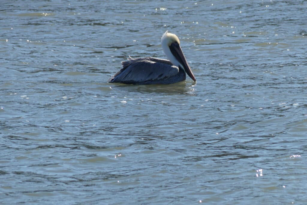 Photo of pelican seen from the Cumberland Island cruise by Kathleen Walls