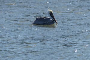 Photo of pelican seen from the Cumberland Island cruise by Kathleen Walls