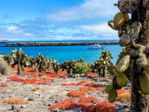 Galapagos Island with cactus and boat in background