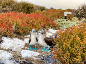 Galapagos Island's Blue footed residents