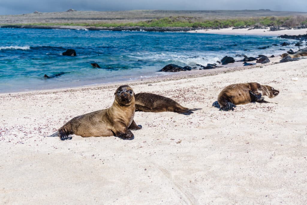Galapagos beach and baby seals