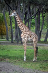Giraffe at Animal Kingdom Lodge. Photo: Cara Siera