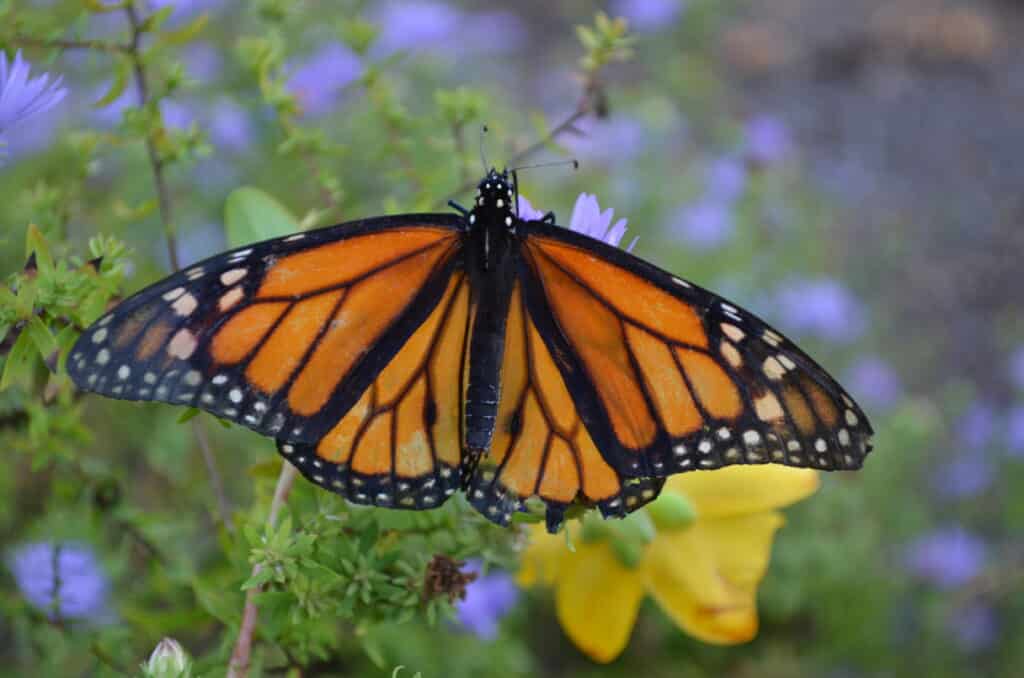 Monarch butterfly photo by Cara Sierra