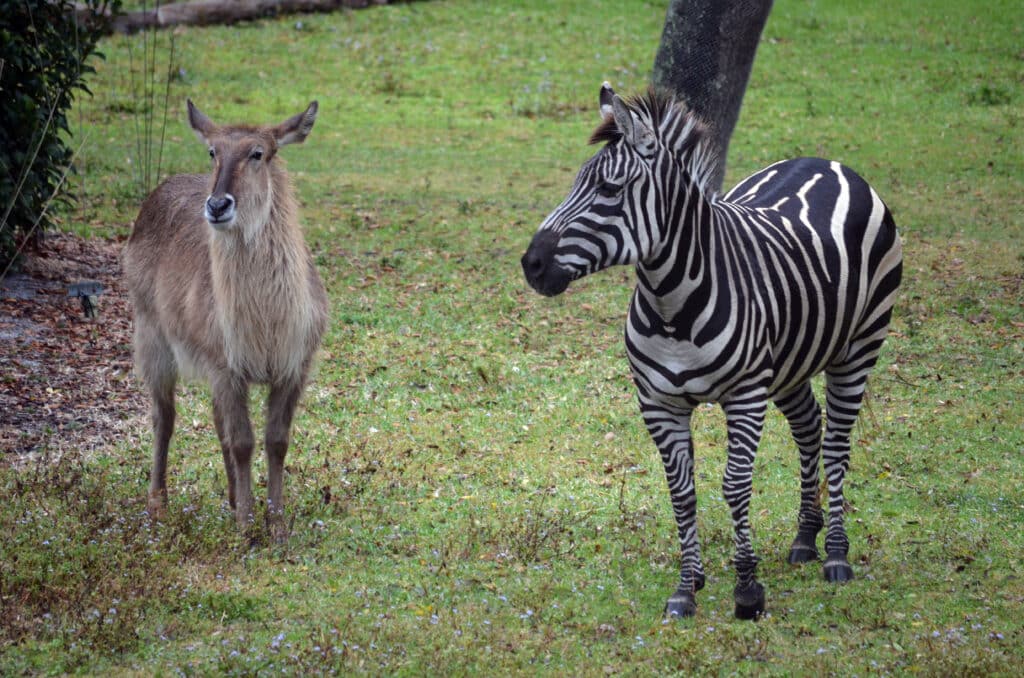 Zebra and another herbivor at Animal Kingdom Lodge. Photo: Cara Siera