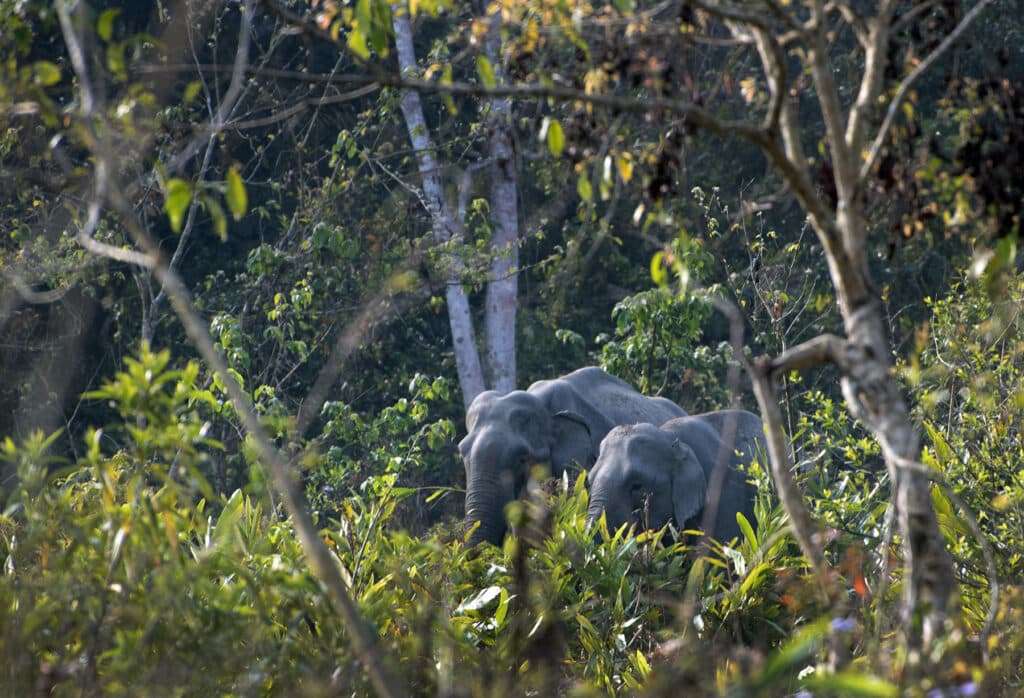 Nameri is known for its birds but elephant sightings are common. Photo: Bandita Mukherjee