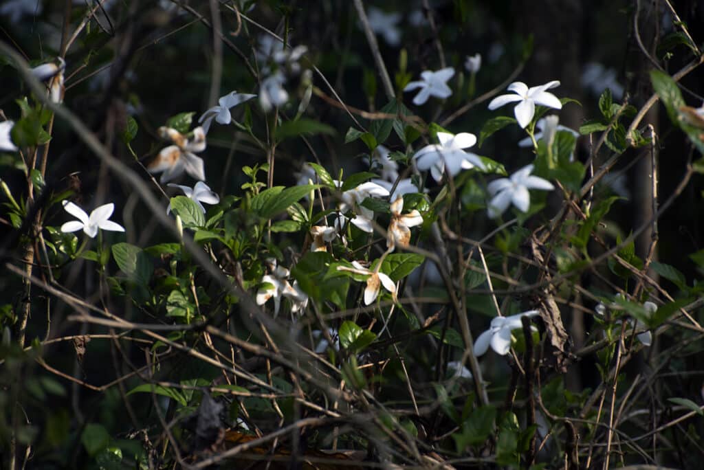 Wild jasmins in Nameri National Park. Photo: Sugato Mukherjee