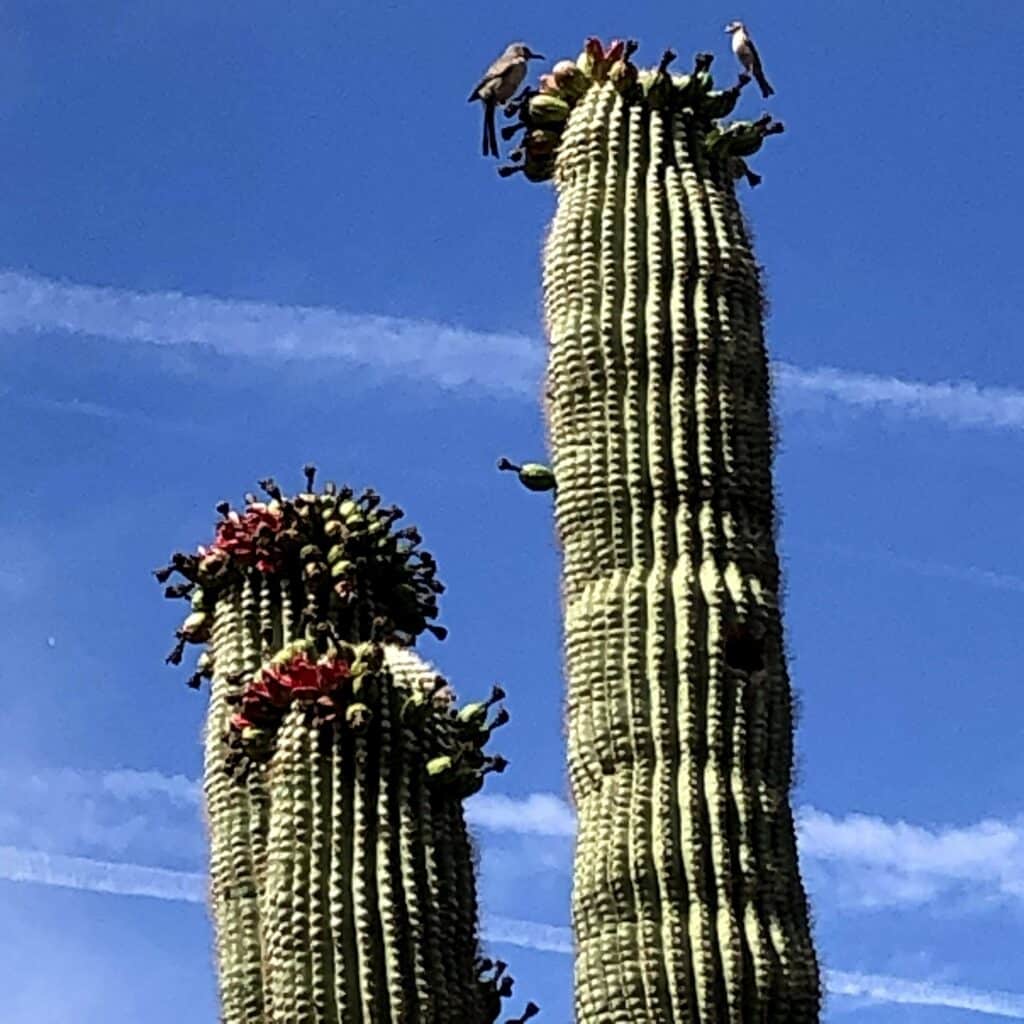 Birds feasting on saguaro fruit at Desert Botanical Garden. Photo credit Breana Johnson