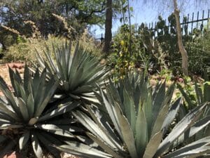 Black-spined agave at Glendale Xeriscape Garden. Photo credit Breana Johnson