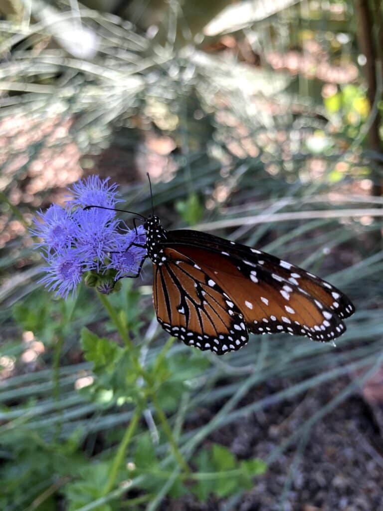 Butterfly at Desert Botanical Garden. Photo credit Breana Johnson