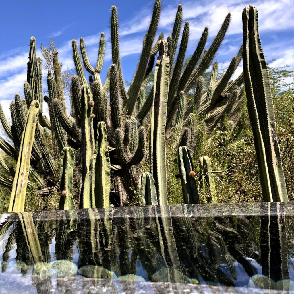 Cacti at Desert Botanical Garden. Photo credit Breana Johnson