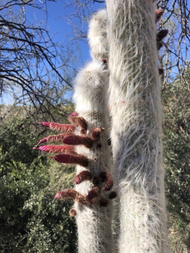 Cactus at Boyce Thompson Arboretum. Photo credit Breana Johnson