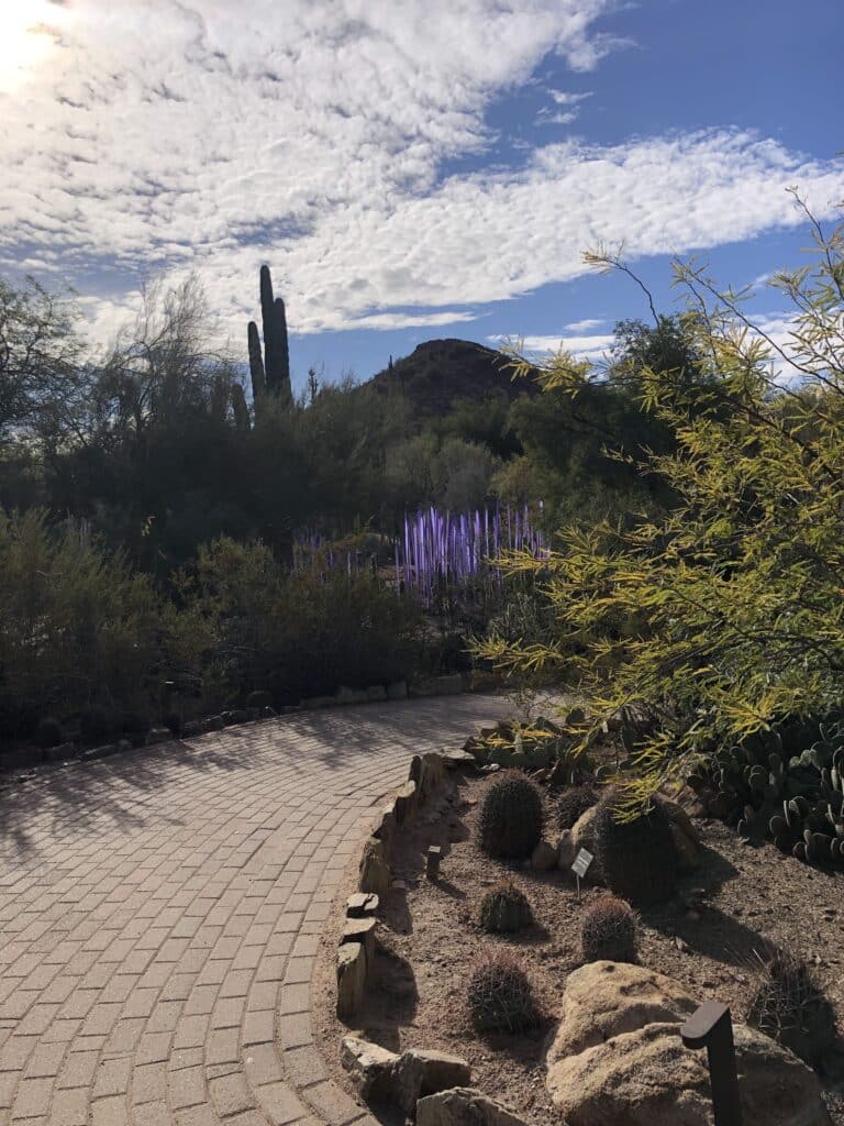 Desert Botanical Garden. Photo credit Breana Johnson copy