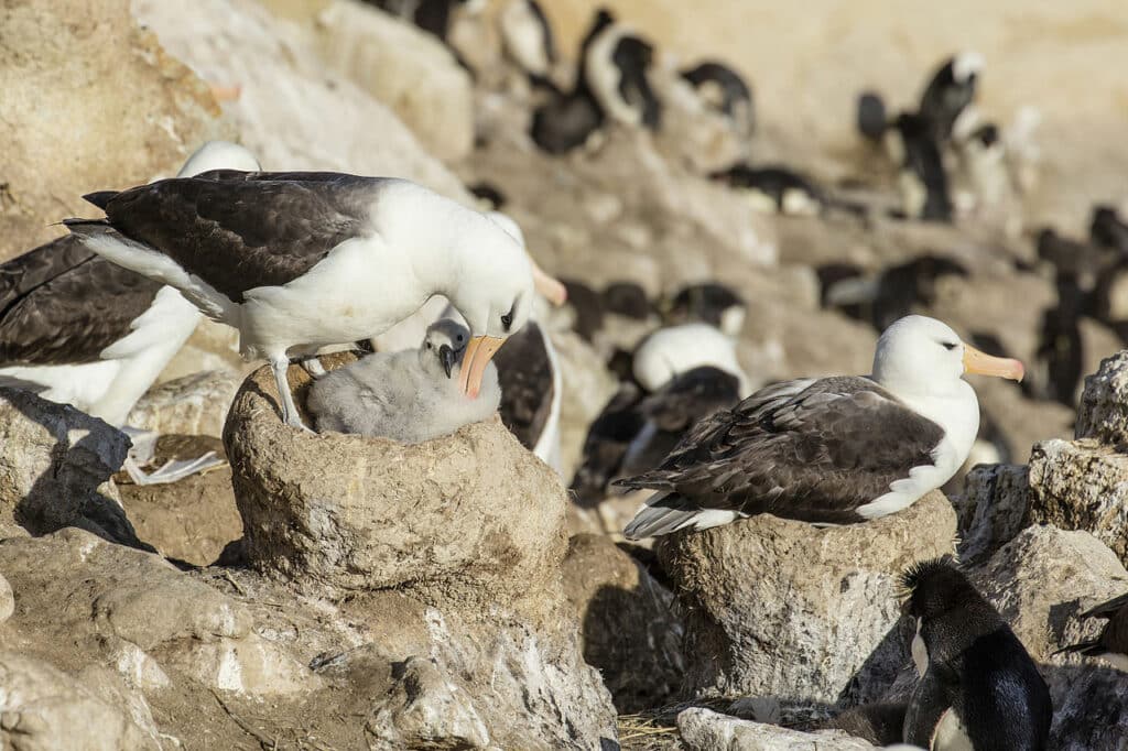 Black-browed albatross, New Island, Falkland Islands courtesy of Wikimedia Commons